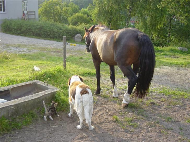 Welsh Cob (sec D) **Østervangs Avanti**<3 billede 4