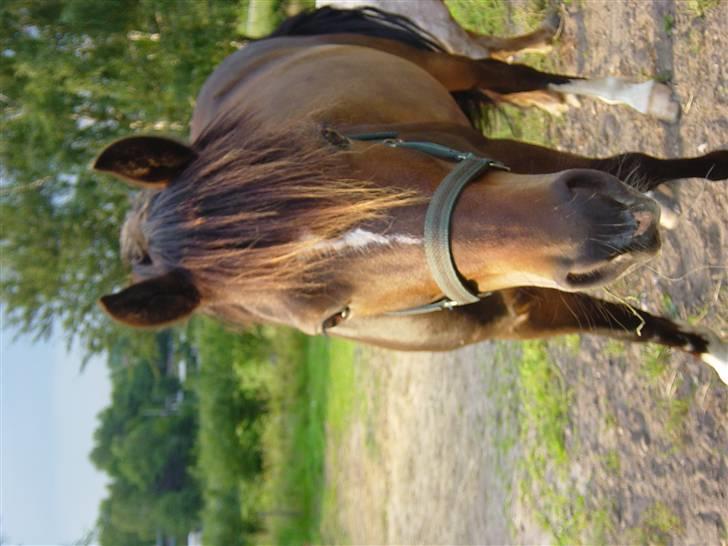 Welsh Cob (sec D) **Østervangs Avanti**<3 billede 5