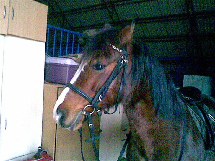 Welsh Pony (sec B) Velved billede 7