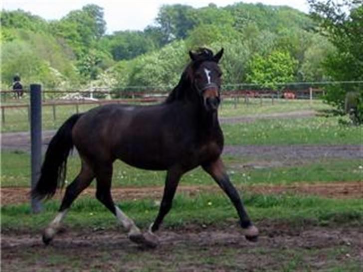 Welsh Cob (sec D) **Østervangs Avanti**<3 billede 9