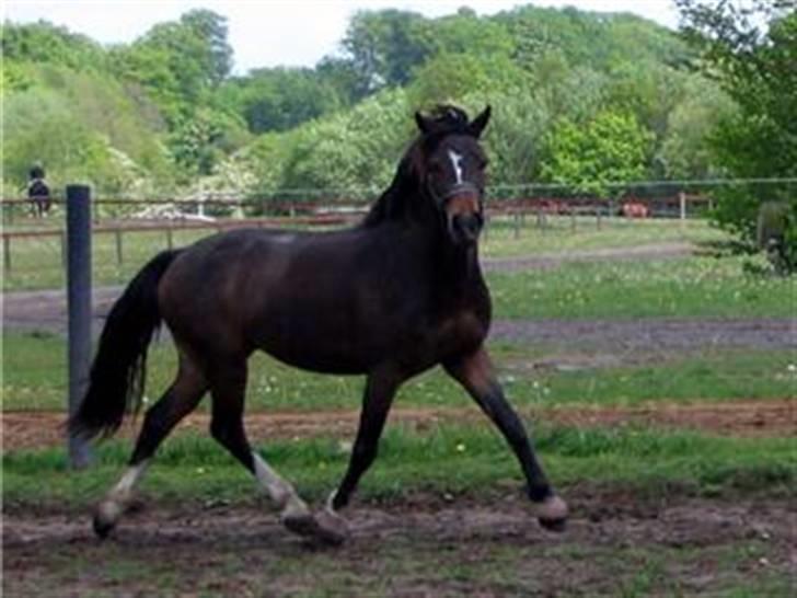 Welsh Cob (sec D) **Østervangs Avanti**<3 billede 9