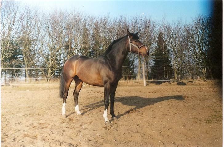 Dansk Varmblod Heslegård's Ludvig - Ludvig, sommeren 2003. *s* billede 7