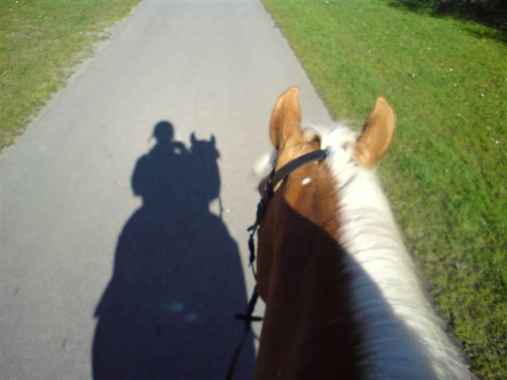 Tyroler Haflinger | Enggaardens Clarine  - På tur <3 billede 13