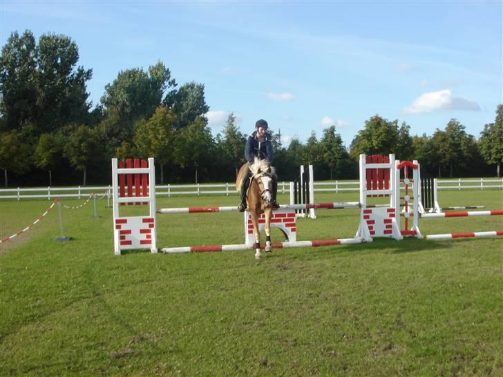 Tyroler Haflinger | Enggaardens Clarine  - da vi sprang (; billede 14