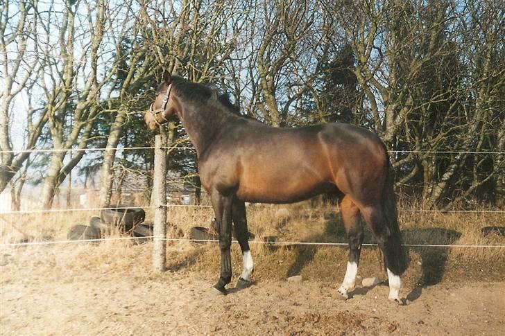 Dansk Varmblod Heslegård's Ludvig - Ludvig, sommeren 2003. *s* billede 8