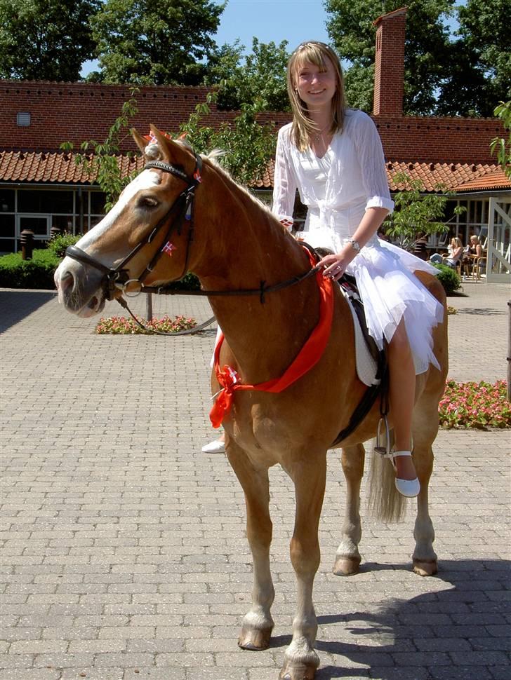 Tyroler Haflinger | Enggaardens Clarine  - til min konfirmation(; da jeg lige havde fået hende ! billede 15