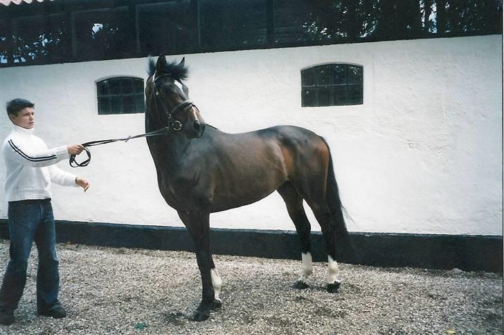 Dansk Varmblod Heslegård's Ludvig - Ludvig som 3 årig, da jeg købte ham af Hoffman. billede 9