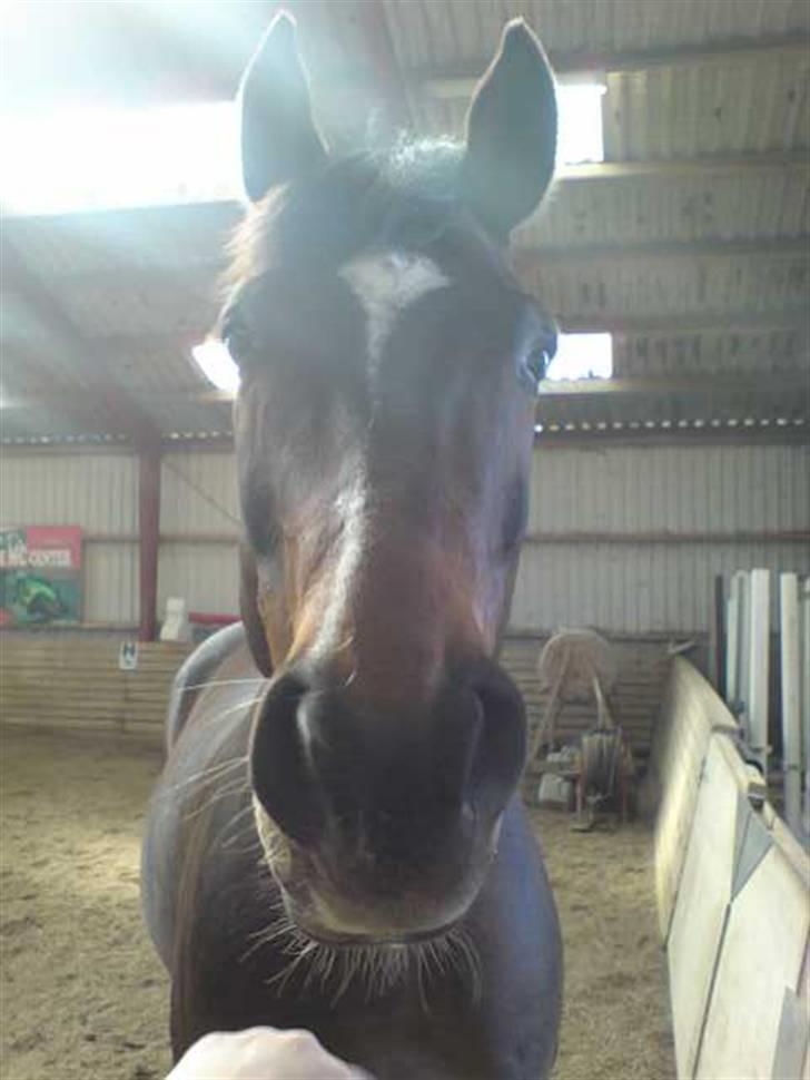 Dansk Varmblod Heslegård's Ludvig - Lige endnu et billede af Ludvig.  billede 10