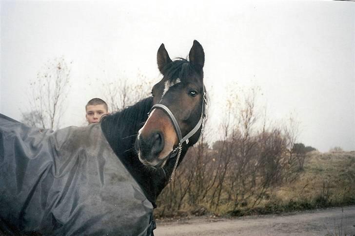 Dansk Varmblod Heslegård's Ludvig billede 11