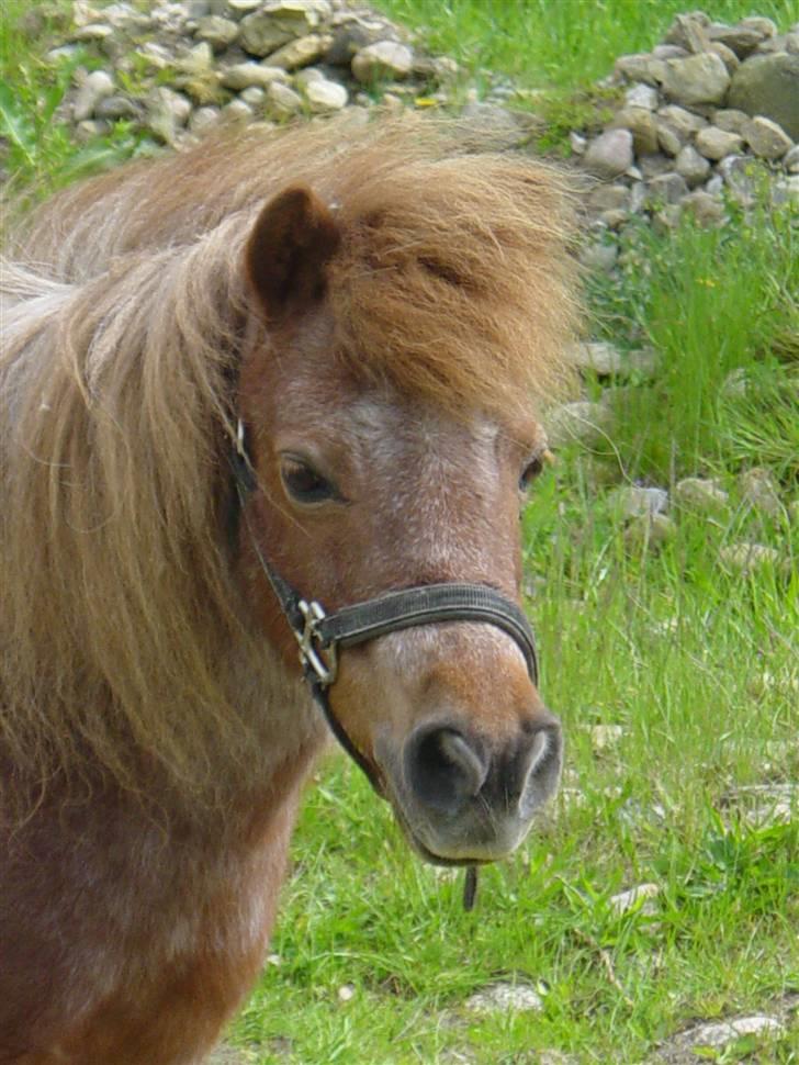 Shetlænder Lotte - Lotte er fotomodel!!! billede 1
