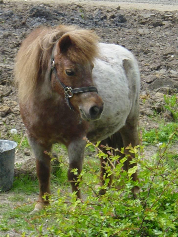 Shetlænder Lotte - Lotte går billede 2