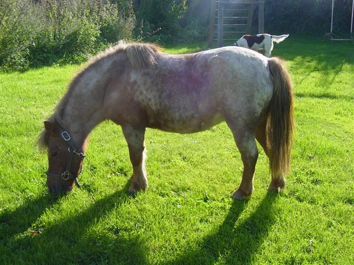 Shetlænder Lotte - Lotte i sommer billede 3