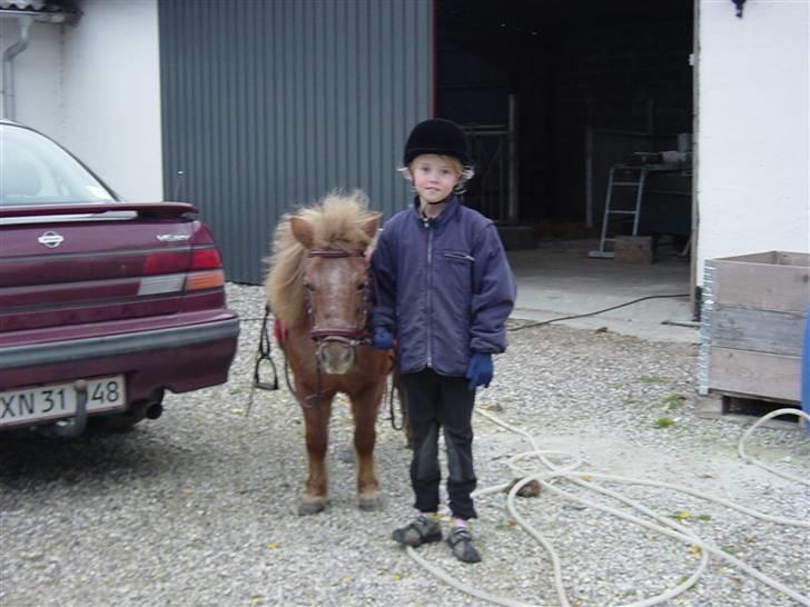 Shetlænder Lotte - det er min søster og Lotte billede 4