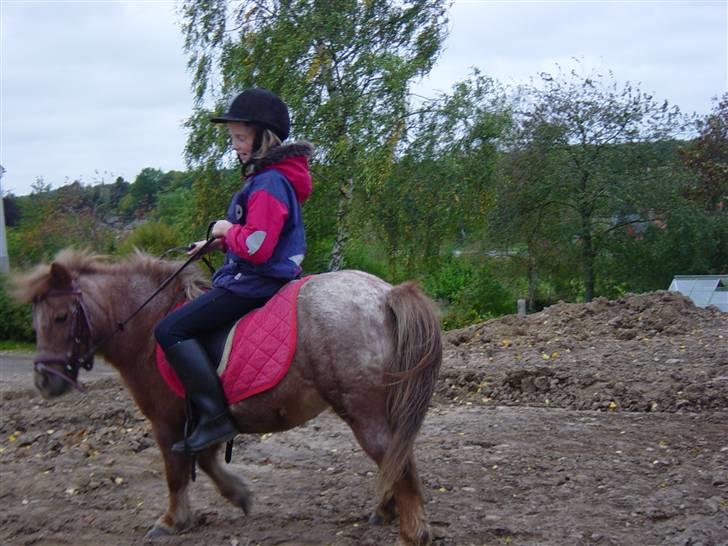 Shetlænder Lotte - Jeg rider lidt ukoncentreret billede 5