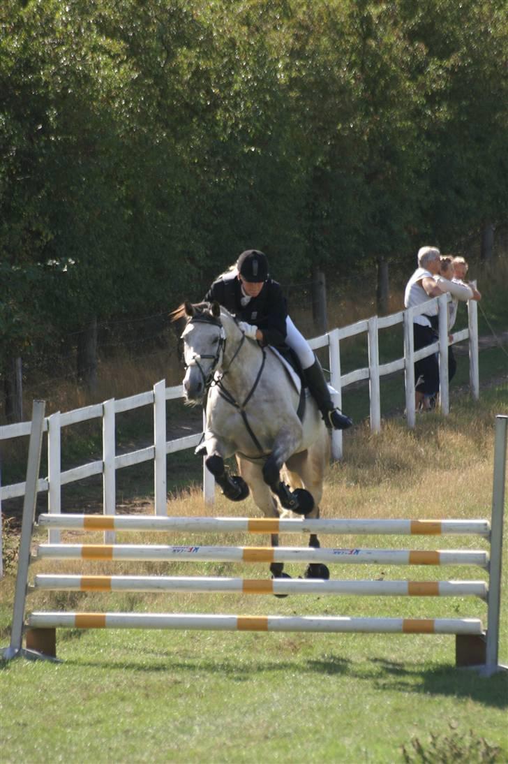 Dansk Varmblod Bakgårdens Samson R.I.P. :'( :'( - Ridebanespringning til C militarystævnet i Fjelsted 2008, CNC100 Fotograf: Bjarne Andersen | www.militarybilleder.dk billede 6