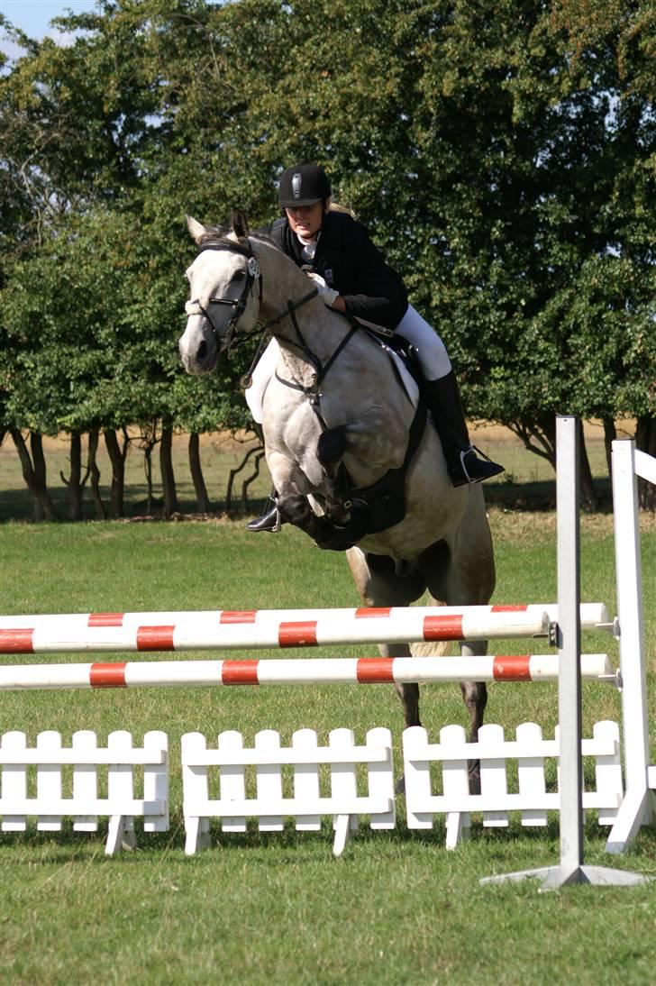 Dansk Varmblod Bakgårdens Samson R.I.P. :'( :'( - Ridebanespringning til C militarystævnet i Fjelsted 2008, CNC100 Fotograf: Bjarne Andersen | www.militarybilleder.dk billede 7