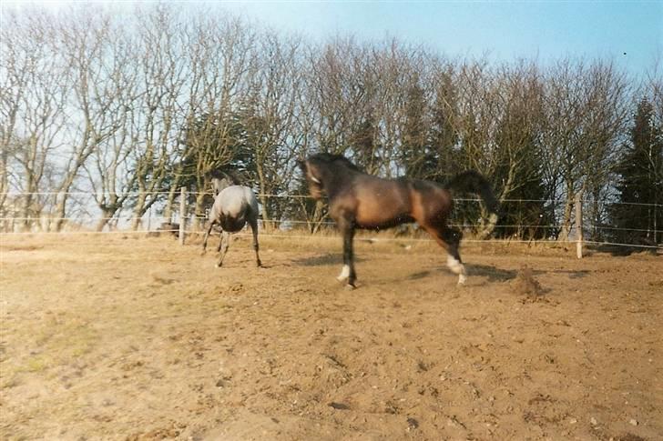 Dansk Varmblod Heslegård's Ludvig - Franqueza og Ludvig leger på marken.  billede 12