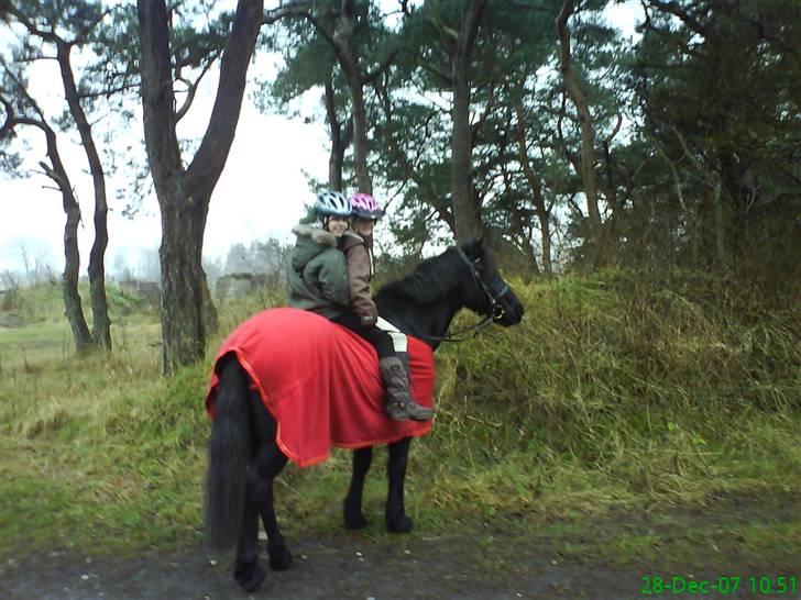 Welsh Cob (sec D) G. Black Surprise (SOLGT) - mig og min vinnende lærke billede 10
