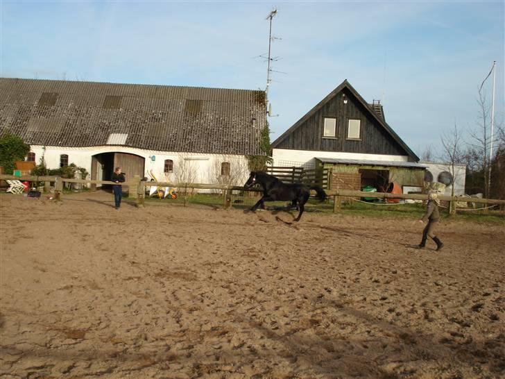 Welsh Cob (sec D) G. Black Surprise (SOLGT) - lige over det lille spring. billede 11
