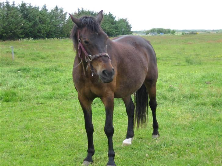 Anden særlig race Minuet - ** ved ikke lige hvad hun laver** billede 16