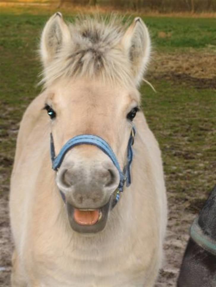 Fjordhest Stella*givet til moster*  - min lille base<3 billede 1
