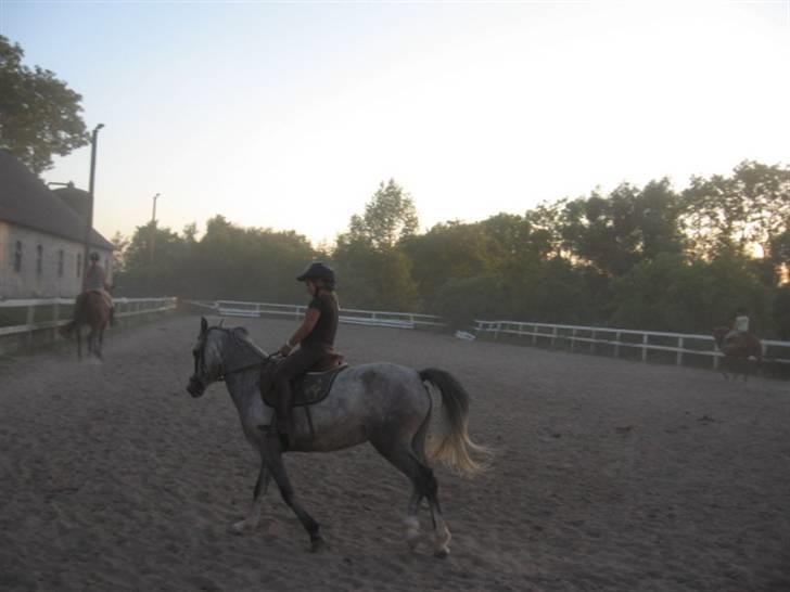 DSP Flicka billede 1