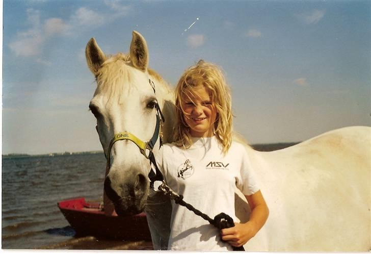 Welsh Pony af Cob-type (sec C) Capri billede 7