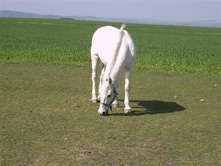 Welsh Pony af Cob-type (sec C) Capri billede 8