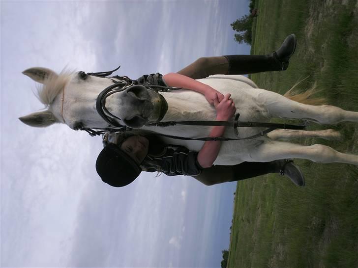 Welsh Pony af Cob-type (sec C) Capri billede 10