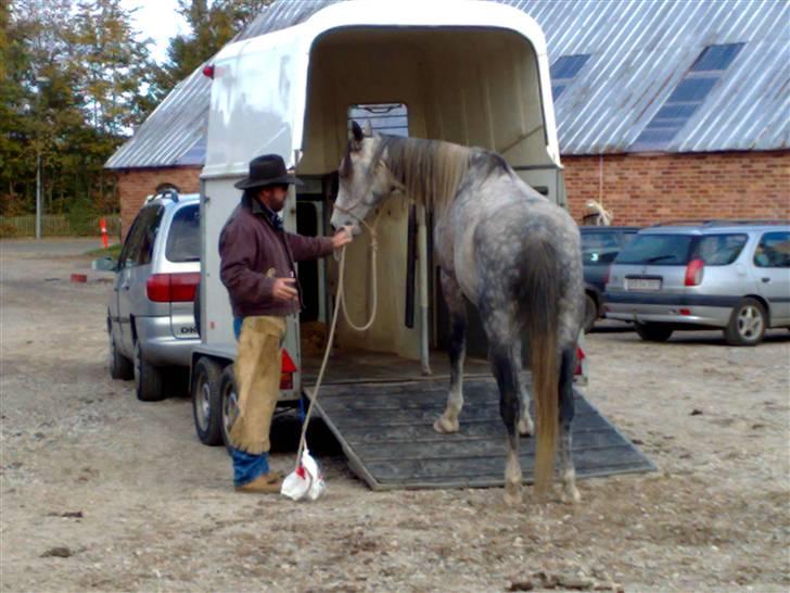 Sportsaraber (A) salwan ox (R.I.P.) billede 13