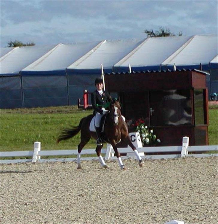 DSP Møgelholts Jambo SOLGT - Bumses ikke særlig elegante æresrunde til DM 2010 :D billede 14