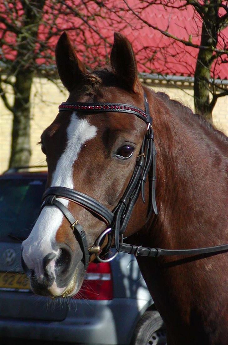 DSP Møgelholts Jambo SOLGT billede 15