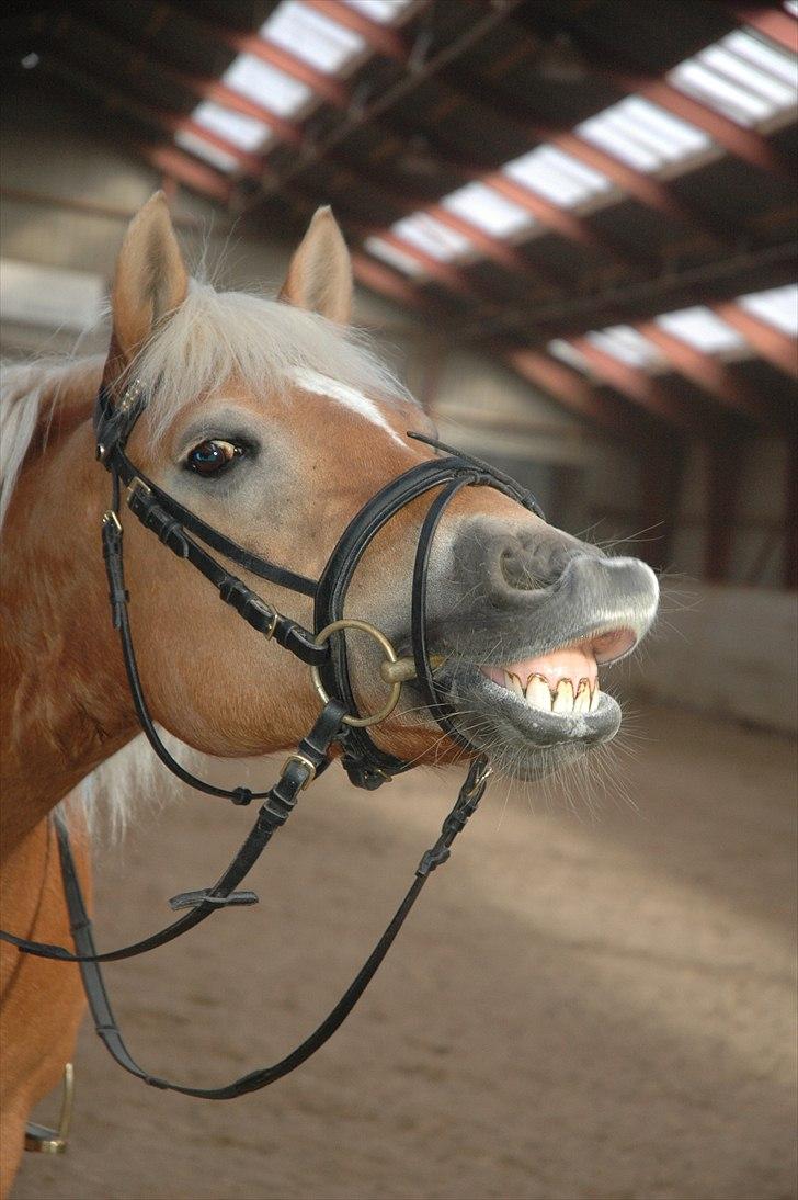 Haflinger stella nova - Stelsen !  foto: Mulle. billede 1