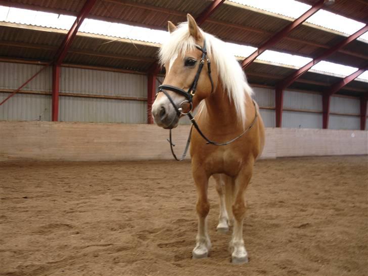 Haflinger stella nova - kommer der ikke snart en rytter?? billede 2