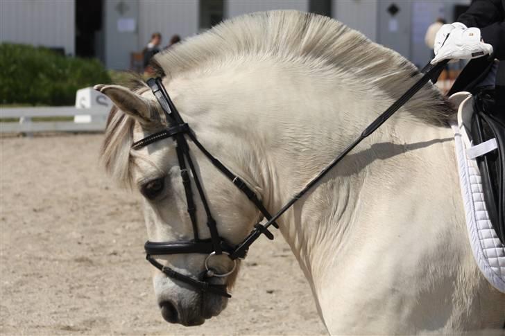 Fjordhest Hashagen's Hagrett R.I.P billede 17