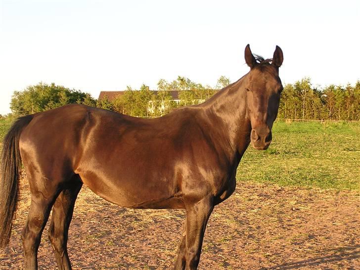 Oldenborg Saloma (DØD) - Første Sommer i Fårup billede 15