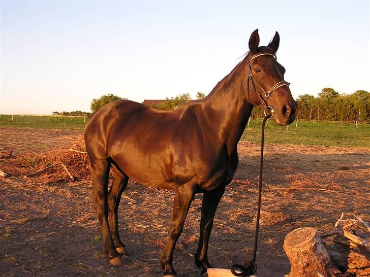 Oldenborg Saloma (DØD) billede 16