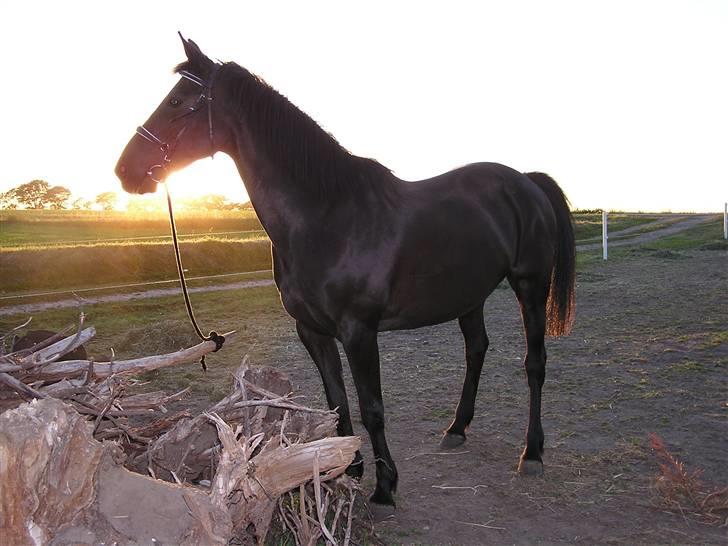 Oldenborg Saloma (DØD) - Vores altid dejlig og elsket engle. Savner dig ! billede 17