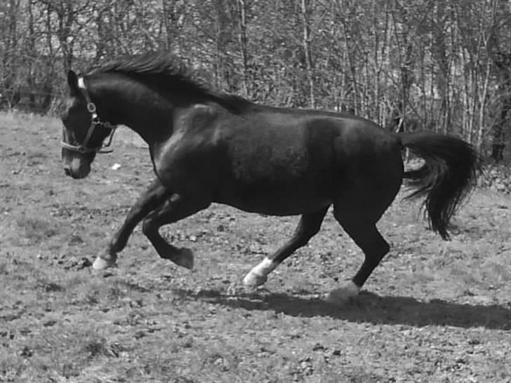 Oldenborg Emma (Dot) Hestbækgård - +*.You leave me breathless,
You everything good in my life.*+ billede 10