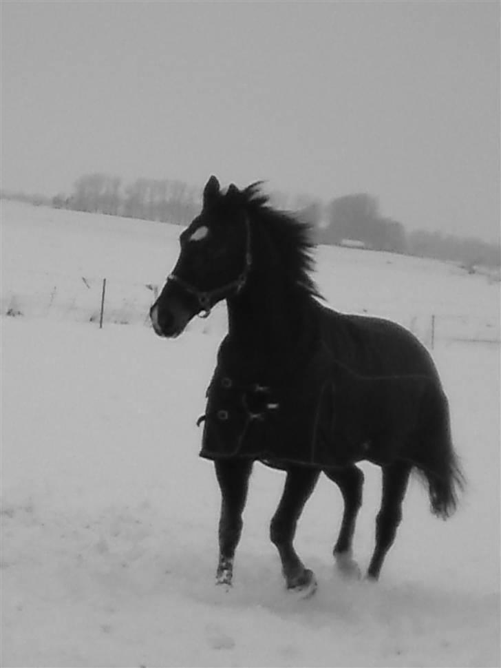 Oldenborg Emma (Dot) Hestbækgård - +*.You just walked out off one one of my dreams, so beautiful you leaving me breathless.*+ billede 15