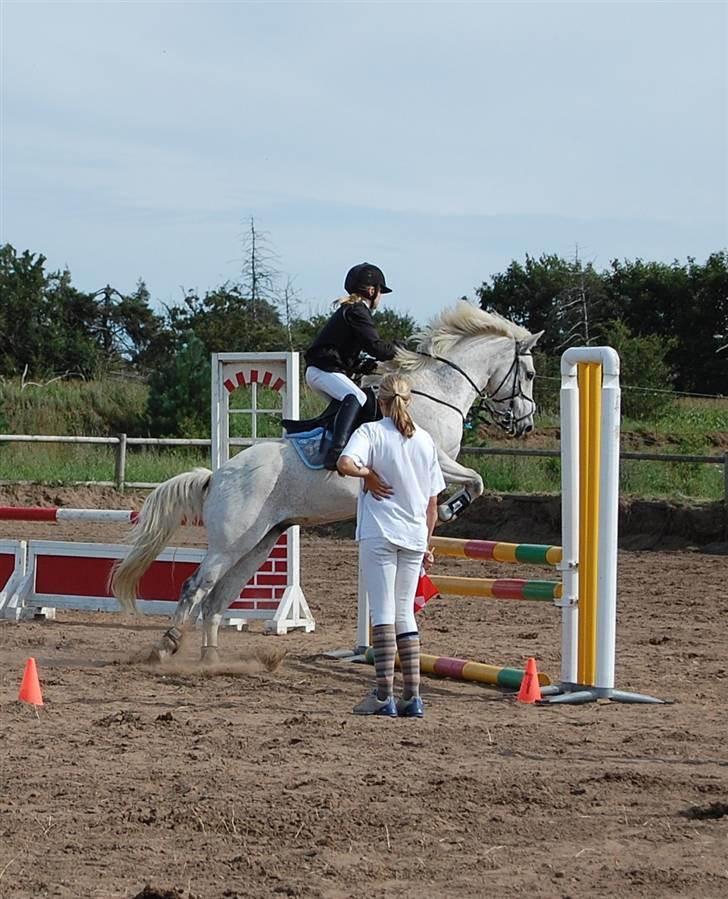 Anden særlig race IL TEMPO GIGANTE "SOLGT" billede 11