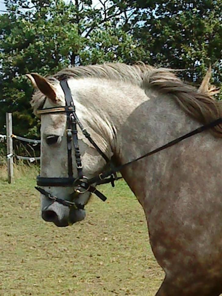 Islænder /Blanding Bamse(rim-faxe) billede 1