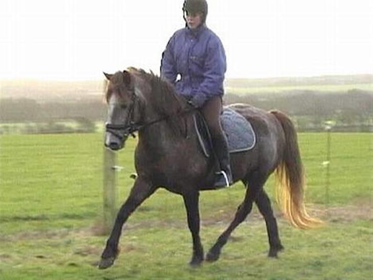 Islænder /Blanding Bamse(rim-faxe) - Træner lidt dressur, lidt gammelt billede 2