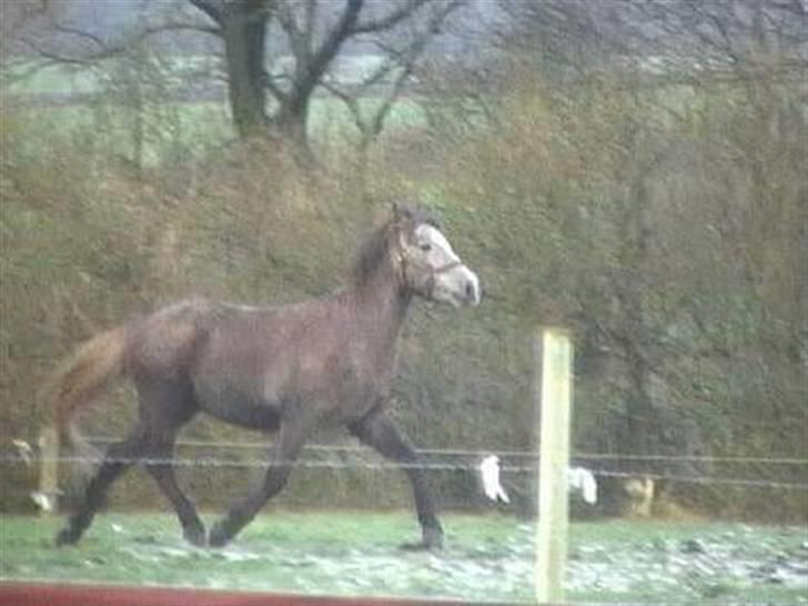 Islænder /Blanding Bamse(rim-faxe) - Se hvor fin han er <3 - så går islænderen lidt a ham ;) billede 3