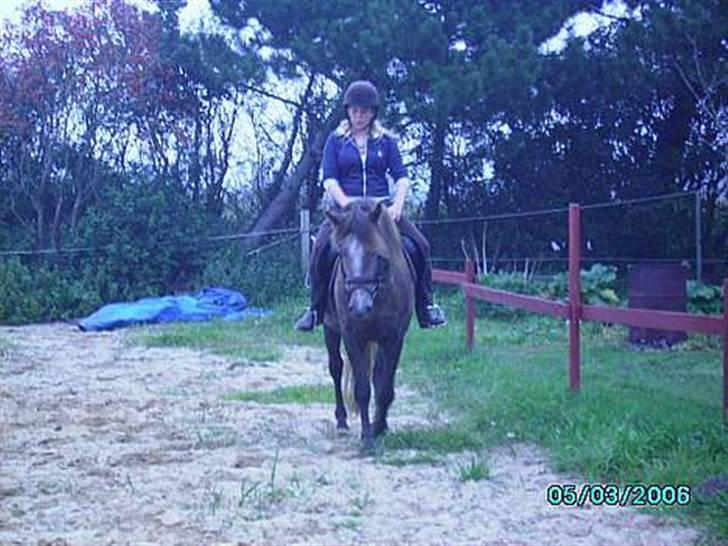 Islænder /Blanding Bamse(rim-faxe) - Træning, efter han er kommet hjem fra tilridning. billede 4