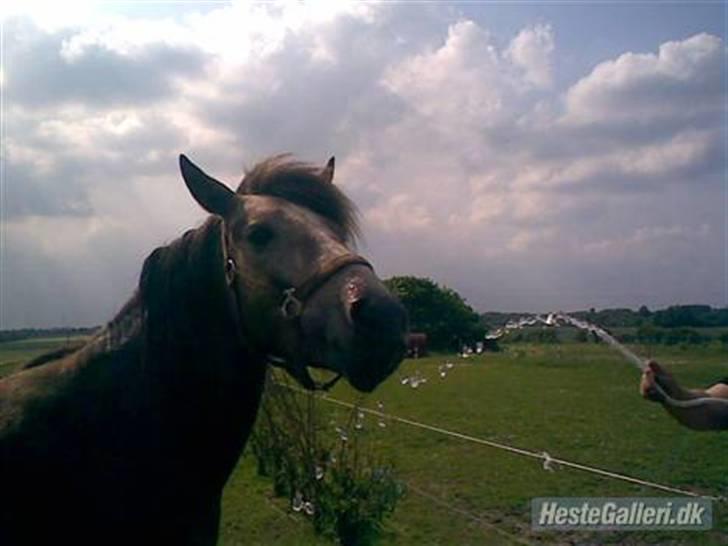 Islænder /Blanding Bamse(rim-faxe) - Sommer 2007. plasker med vand billede 5