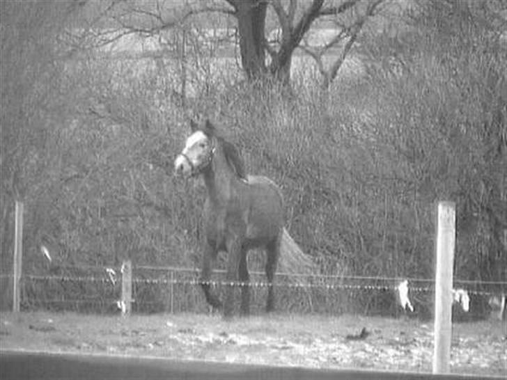 Islænder /Blanding Bamse(rim-faxe) - så flot billede 6