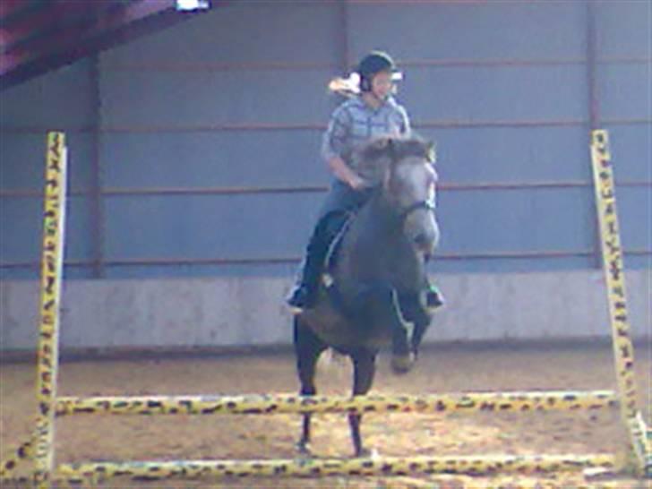 Islænder /Blanding Bamse(rim-faxe) - Lille søs som springer (da han havde en kort halv part med min lillesøs´s veninde) billede 7