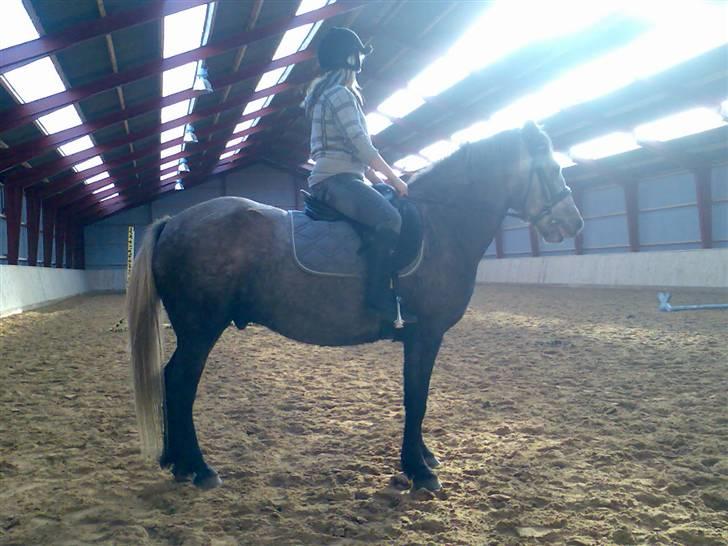 Islænder /Blanding Bamse(rim-faxe) - Lillesøs og bamse i parade (da han havde en kort halv part med min lillesøs´s veninde) billede 8