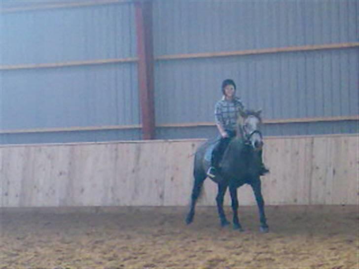 Islænder /Blanding Bamse(rim-faxe) - Lillesøs (da han havde en kort halv part med min lillesøs´s veninde) billede 9